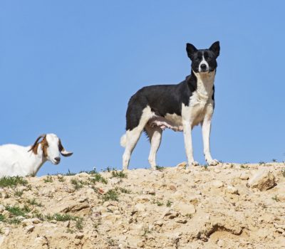Canaan Dog, terms, Wary, Suspicious, Distrustful, breed standards