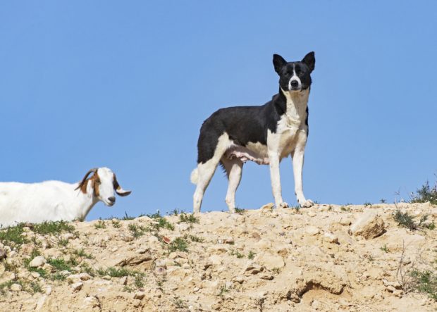 Canaan Dog, terms, Wary, Suspicious, Distrustful, breed standards