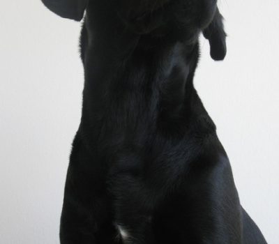 St. John's Water Dog, Labrador Retriever, marking, chest spot