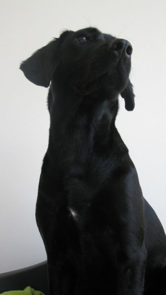 St. John's Water Dog, Labrador Retriever, marking, chest spot