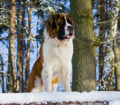 Beethoven, Saint Bernard, Eleanor Keaton, Buster Keaton,Teresa Ann Miller, movies, color