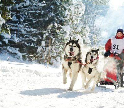 Siberian Husky, 9 dot puzzle