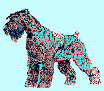 Standard Schnauzer, color, history,red pepper
