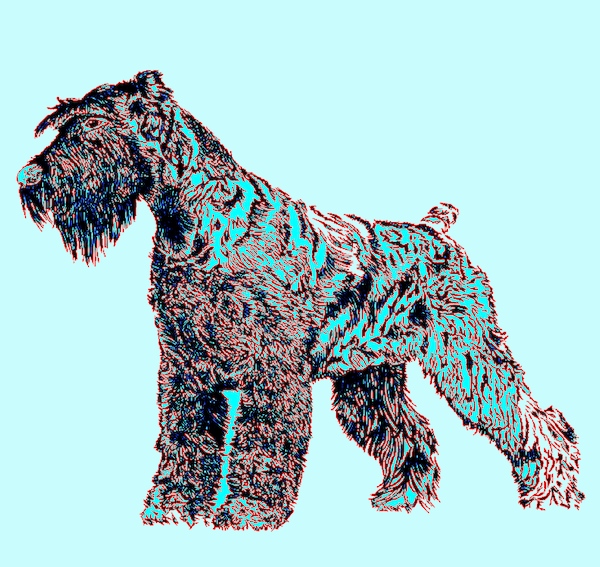 Standard Schnauzer, color, history,red pepper