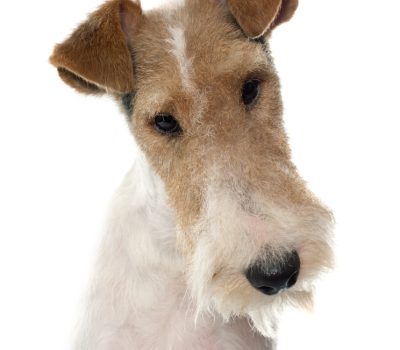 Fox Terrier, poll, head, Wire Fox Terrier, Terms, 