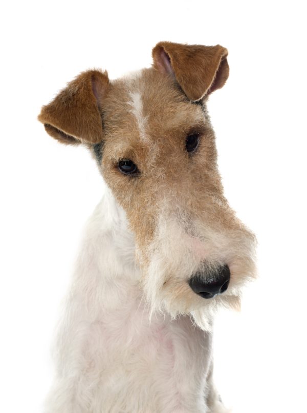 Fox Terrier, poll, head, Wire Fox Terrier, Terms, 