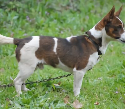 Perdigueiro Galego, Podengo Galego, Can de Palleiro,Galician Quisquelo