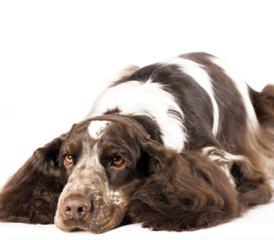 English Cocker Spaniel, standard, structure