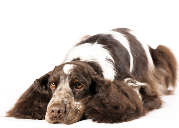 English Cocker Spaniel, standard, structure