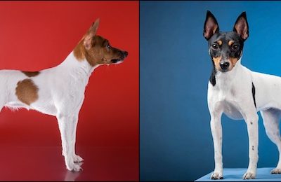 toy fox terrier, color,