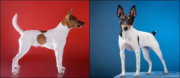 toy fox terrier, color,