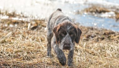 Wirehaired Pointing Griffon, terms, hammer head, working standard, Griff