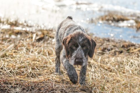 Wirehaired Pointing Griffon, terms, hammer head, working standard, Griff