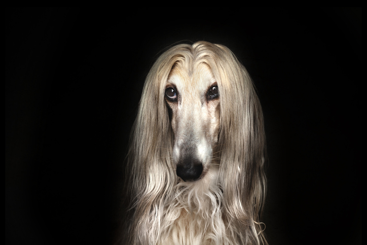 Afghan Hound, look of an eagle, Doberman Pinscher, expression