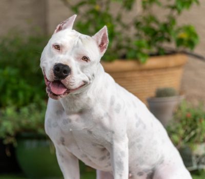 American Staffordshire Terrier, white, color