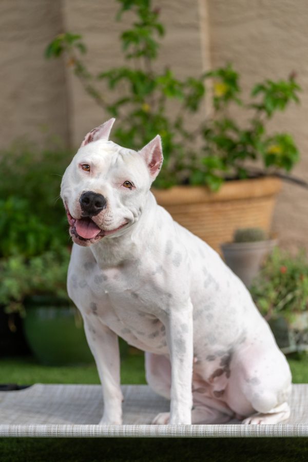 American Staffordshire Terrier, white, color