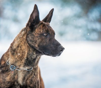 Dutch Shepherd, coat, Raad van Beheer, Dutch Kennel Club