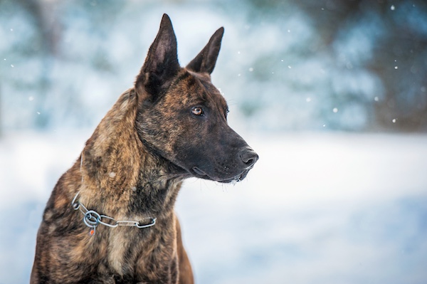 Dutch Shepherd, coat, Raad van Beheer, Dutch Kennel Club