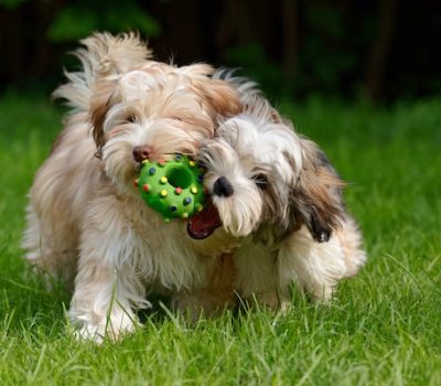 Havanese, braids, coat