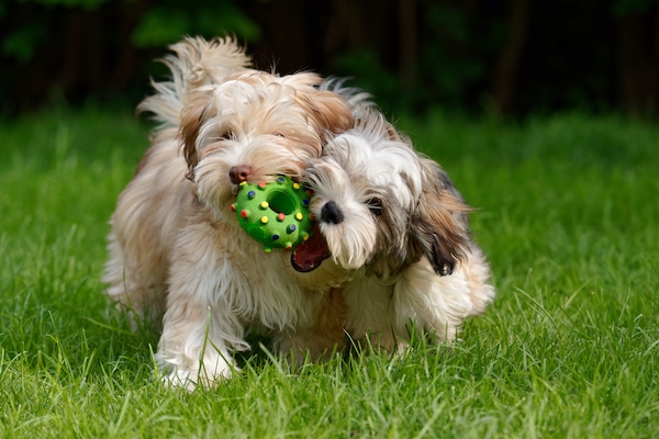 Havanese, braids, coat