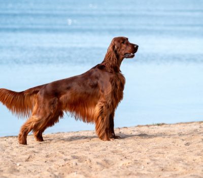 Irish Setter, size,