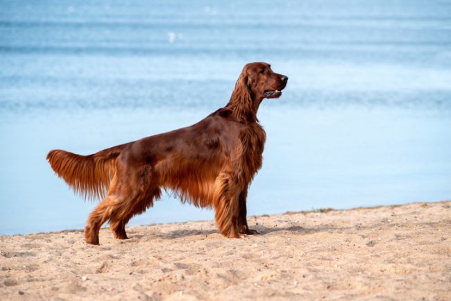 Irish Setter, size,