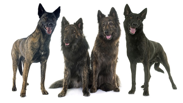 Dutch Shepherd, coat, Raad van Beheer, Dutch Kennel Club
