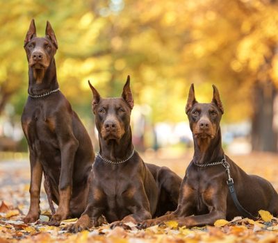 Afghan Hound, look of an eagle, Doberman Pinscher, expression