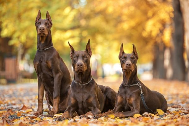 Afghan Hound, look of an eagle, Doberman Pinscher, expression