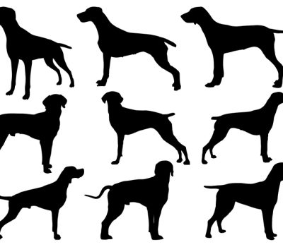 Galician Pointer, Perdigueiro Galego 