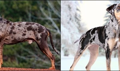 Louisiana Catahoula Leopard Dog, Catahoula Leopard Dog, American Leopard Hound, Leopard Cur