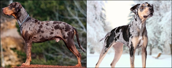 Louisiana Catahoula Leopard Dog, Catahoula Leopard Dog, American Leopard Hound, Leopard Cur