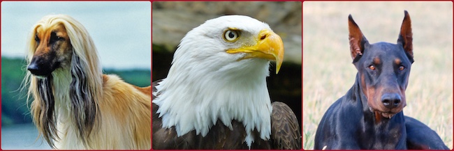 Afghan Hound, look of an eagle, Doberman Pinscher, expression