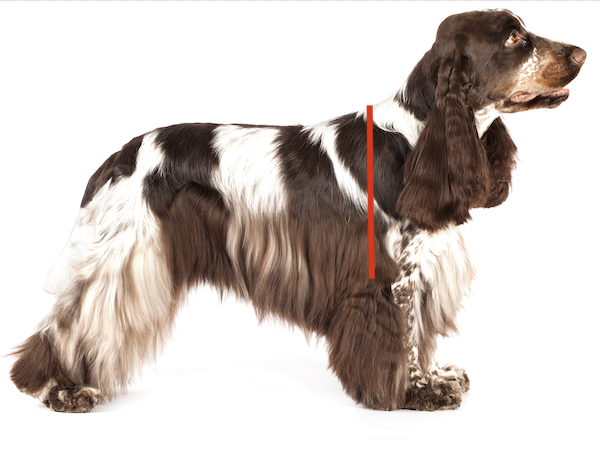 English Cocker Spaniel, standard, structure