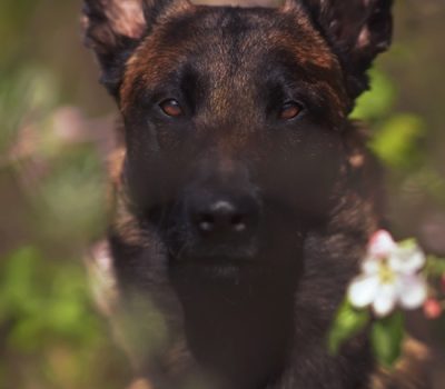 Johnny Appleseed, conservation dogs, John Chapman, apples, 