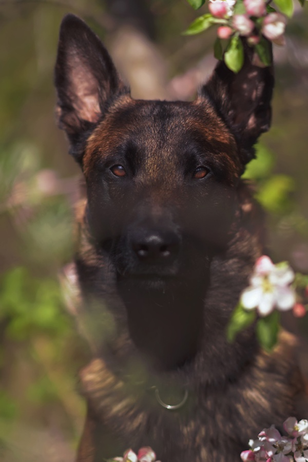 Johnny Appleseed, conservation dogs, John Chapman, apples, 