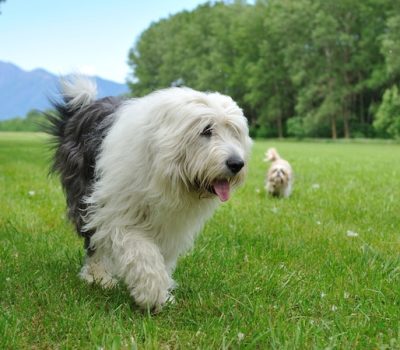 Old English Sheepdog, amble, gait, Curtis and Thelma Brown, OES, 