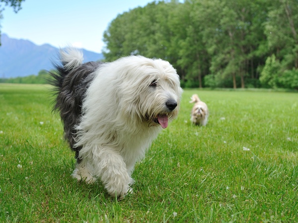 Old English Sheepdog, amble, gait, Curtis and Thelma Brown, OES, 
