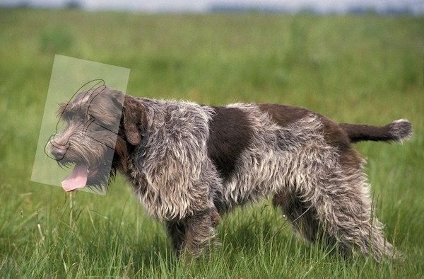 Wirehaired Pointing Griffon, terms, hammer head, working standard, Griff
