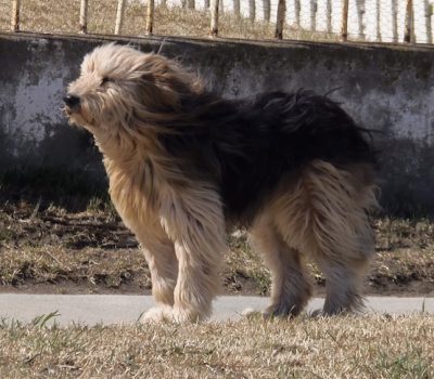 Yahgan, Cristina Calderón, Menéndez Behety Society,Patagonian Sheepdog