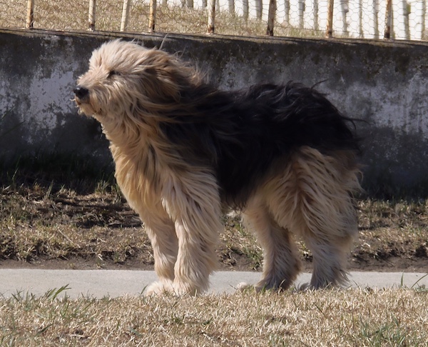 Yahgan, Cristina Calderón, Menéndez Behety Society,Patagonian Sheepdog