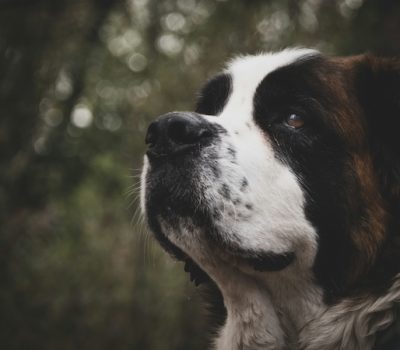 Saint Bernard,Timberline Lodge, Kohnstamm family,
