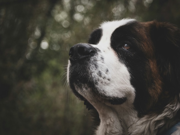 Saint Bernard,Timberline Lodge, Kohnstamm family,