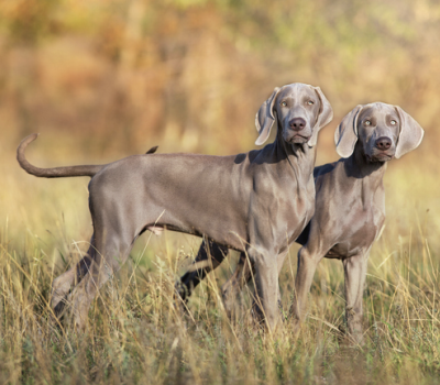 Bert and Ernie, Weimaraner, Bert v.d. Harrasburg, Burt v.d. Harrasburg, Sieger Arco v.d. Filzen, Siegerin Asta v. Bruckberg, Max Baumier, Mr. and Mrs. Elvin Deal, Franz Sachse.