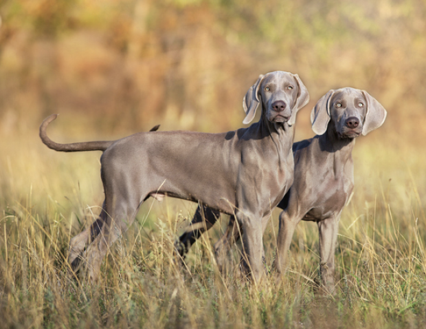 Bert and Ernie, Weimaraner, Bert v.d. Harrasburg, Burt v.d. Harrasburg, Sieger Arco v.d. Filzen, Siegerin Asta v. Bruckberg, Max Baumier, Mr. and Mrs. Elvin Deal, Franz Sachse.