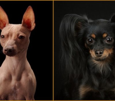 Russian Toy, American Hairless Terrier, Chikki, Josephine, genetics