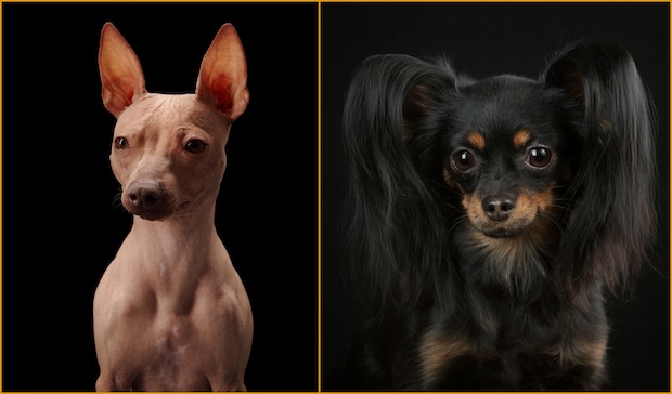 Russian Toy, American Hairless Terrier, Chikki, Josephine, genetics