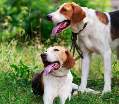 Russian Spotted Hound, Russian Harlequin Hound,Red Chase Dog, Russian Piebald Hound, pegaya,Moscow Watchdog