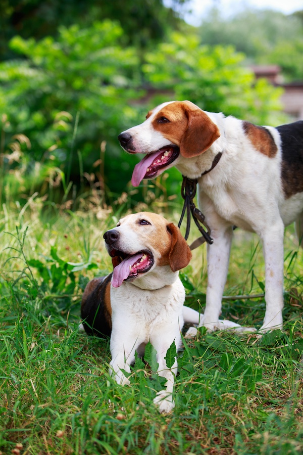 Russian Spotted Hound, Russian Harlequin Hound,Red Chase Dog, Russian Piebald Hound, pegaya,Moscow Watchdog