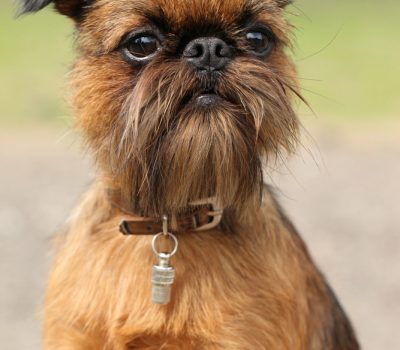 Brussels Griffon, TV, Brussels Griffon,